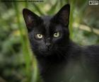 Лицо черной кошки